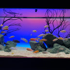 72" Inch Serene Aquarium Visual and Audio Aquatic Experience Kit with LED Aquarium Light, LED Background Light, Frosted Background Film & Speaker for Fish Tank (4028)
